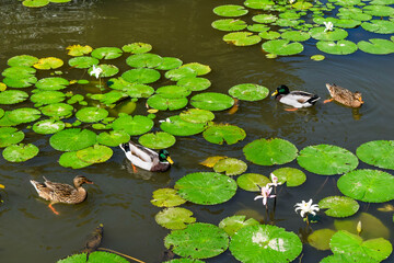 Top view of several ducks swimming gracefully in a pond filled with vibrant green lotus leaves and blooming water lilies.