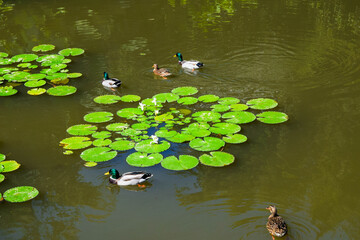 Top view of several ducks swimming gracefully in a pond filled with vibrant green lotus leaves and blooming water lilies.