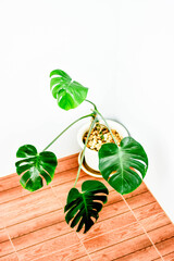 A Monstera Deliciosa houseplant in a decorative pot placed on a wooden floor