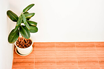 A Monstera Deliciosa houseplant in a decorative pot placed on a wooden floor