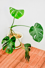 A Monstera Deliciosa houseplant in a decorative pot placed on a wooden floor