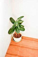 A Monstera Deliciosa houseplant in a decorative pot placed on a wooden floor