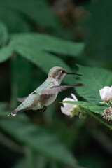Anna's hummingbird (Calypte anna) in flight.