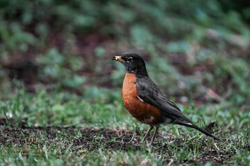 Fototapeta premium American robin (Turdus migratorius).