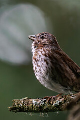 Adult song sparrow (Melospiza melodia) sitting on a tree branch.