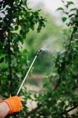 Preparing a solution to protect plants from insects and diseases and spraying it with a hand pump