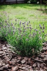 Lavender bushes in the garden - bright colorful flowers