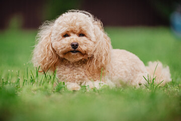 Cheerful cute toy poodle apricot happily spends time outdoors in the garden