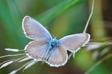 A blue butterfly with outstretched wings. Insects in nature.