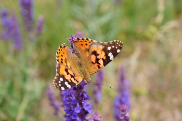Beautiful butterfly burdock on sage.