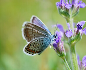 Obraz premium A small butterfly in wildflowers. Natural background.