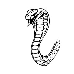 Fototapeta premium Cobra in alert position with upright head.
