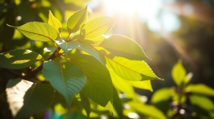 Obraz premium Close-up of lush tropical leaves showcasing vibrant green textures and natural details. Exotic, fresh, and calming foliage perfect for nature-inspired designs and backgrounds