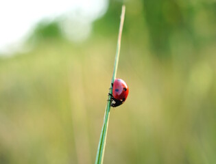 A small ladybug on a green background.