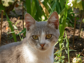 Gray and white cat with striking amber eyes in a garden.