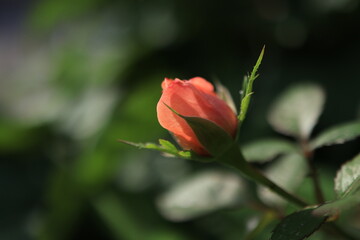 Narancssárga rózsabimbó makrófotó természetes fénnyel_2