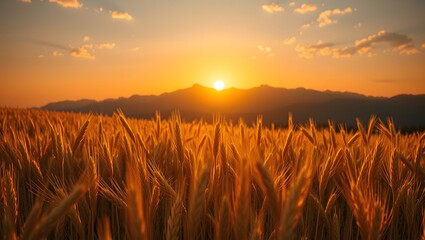 Vast golden wheat farm glowing under warm sunset light with mountain view.j
