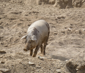 Iberian Pig