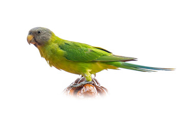 Female Blossom-headed Parakeet perched calmly, showing soft green plumage and greyish head against clean white background.