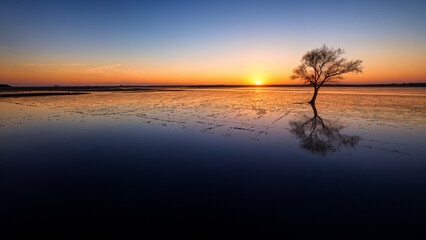  A lone tree stands reflected in calm water during a vivid sunset. A serene and poetic landscape scene capturing stillness and beauty.
