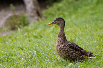 Female mallard duck on grass at Hazelwood, County Sligo, Ireland, with copy space on the left.