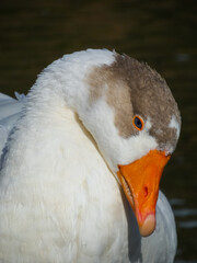 Anser anser domesticus