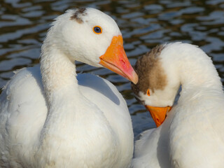 Anser anser domesticus