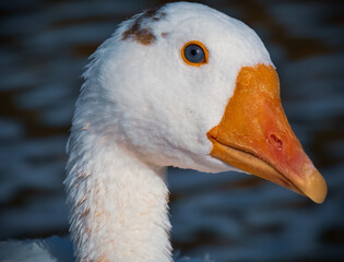 Anser anser domesticus