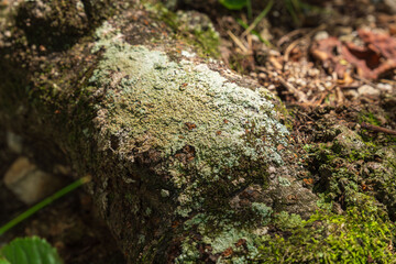 夏の森　木の根っこに日差しが当たる02