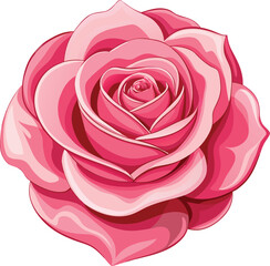 pink rose on white background