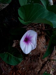 Purple morning glory flower, which has the scientific name Ipomoea purpurea, is a type of flower that is often referred to as "Sri Pagi Ungu" or "Terulak Ungu" in Indonesian.