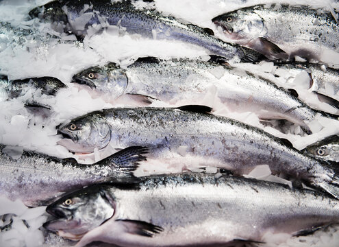 fresh fish on ice 