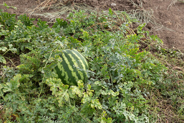 Watermelons growing in the field, ripe watermelons, natural agriculture