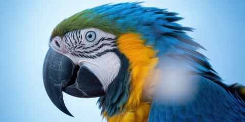 Obraz premium Closeup portrait of a vibrant blue and yellow macaw parrot on blue