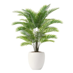 Fototapeta premium Elegant palm tree in sleek, white pot isolated on white background