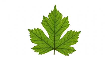 green leaf isolated on white background