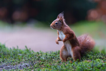 Eurasian red squirrel (Sciurus vulgaris) searching for food in the forest in the Netherlands.  