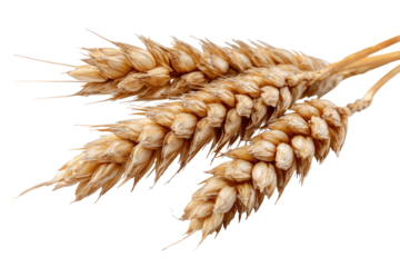 Two wheat ears, light golden brown, close-up, isolated on black background