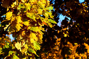 Orange yellow autumn oak leaves on a warm sunny day
