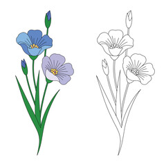 Blue flax flowers and outline drawing on white background