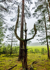 Unique dead tree skeleton in forest landscape, dried tree trunk with gnarled branches.