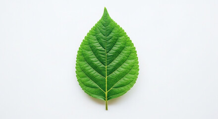 Fototapeta premium green leaf isolated on white background