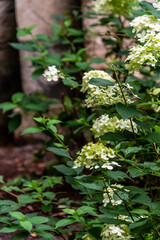 Hydrangea paniculata pertenece a la familia de Hydrangeaceae.
