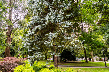 Picea pungens pertenece a la familia de Pinaceae.