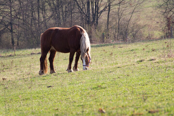 Brown horse with white mane grazing on fresh field of grass in summer.