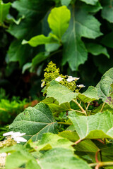 Hydrangea paniculata pertenece a la familia de Hydrangeaceae.