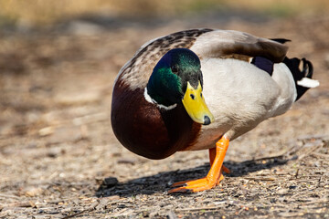 Friendly mallard duck posing in front of reedy background in the spring, photographed in Czech Republic. Version 3.