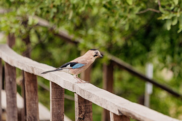Beautiful Eurasian jay perched on a wooden railing in a natural park setting, enjoying its surroundings