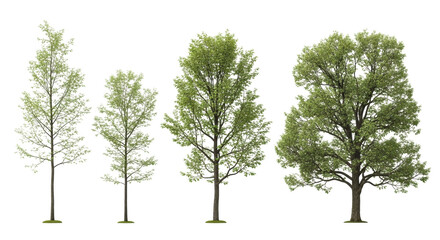 Five distinct deciduous trees, various ages and sizes, with lush vibrant green foliage and robust trunks, presented on a pure plain white background with studio lighting and no shadows, ultra
