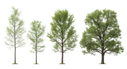 Five distinct deciduous trees, various ages and sizes, with lush vibrant green foliage and robust trunks, presented on a pure plain white background with studio lighting and no shadows, ultra